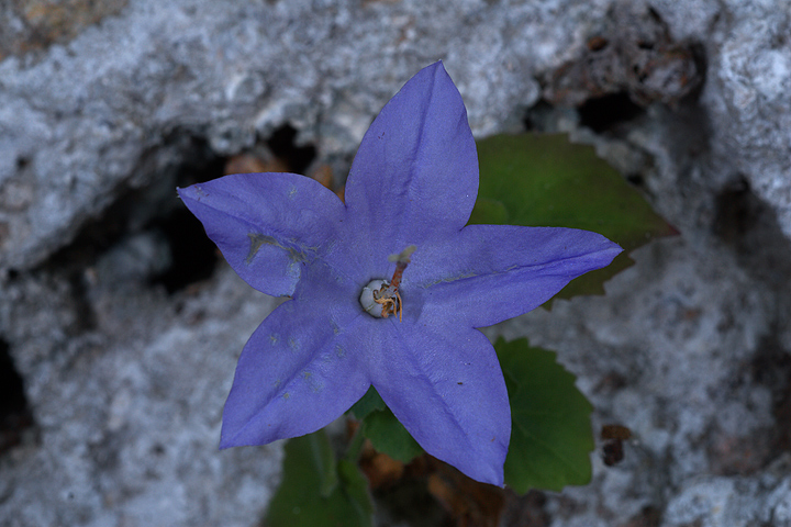 Campanula isophylla e C. fragilis subsp. cavolinii